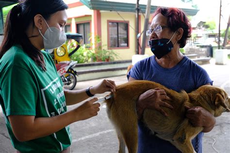 city vet davao